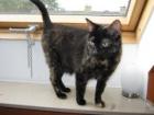 Liebe schöne Katze sucht neuen Dosenöffner