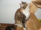 Dreifarbige süße Maine Coon Kätzin