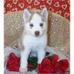 Siberian Husky Welpen zu verkaufen.