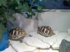 2 griechische landschildkröten männchen und weibchen 1jahr alt