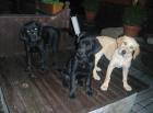 Schwarze Labrador-Mischlingsrüden ohne Papiere zu verkaufen