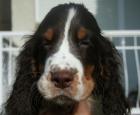 Springer Spaniel Welpen