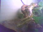 Tausche gelbe annakonda gegen albino tigerpython