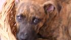 1 2 3 Hund dabei-eingezeutes und ausbruchsicheres Ferienhaus in fast Alleinlage