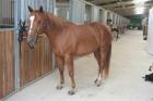 Lieber gut gerittener Quarter Horse Wallach zu verkaufen