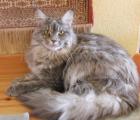 Wunderschönes Maine Coon Mädchen kastriert abzugeben