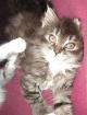 3 Maine Coon Kitten 4 wochen jung abzugeben