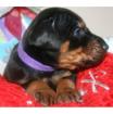Dobermannwelpen entwurmt geimpft gechipt