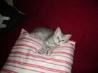 BKH-Kätzchen black-silver-tabby und black-smoke