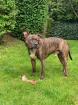 Liebevoller hund in gute Hände abzugeben