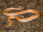 Afrikanische Hausschlange Lamprophis capensis / fuliginosus Verkaufe Lamproph