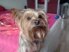 Yorkshire-Terrier will Vater werden