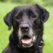ROCKSTER - Labrador - 6 Jahre - Tierhilfe-Franken e. V.