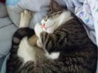Vermisst wird ein grau getigerter Kater in Langenfeld