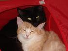 Norweger-Pärchen schwarz und amber 2 Jahre