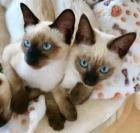 SiamKitten ab Sofort abholen