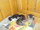 Verschenke kleine liebe Babykatzen