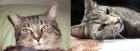 Zwei Kater suchen neues Zuhause