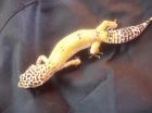 3 Leopardgecko weibchen leos 150 Euro inklusive versandt