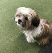 Shih-tzu Welpen mit Ahnentafel