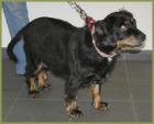 Ideale Familienhündin Charline 5 Jahre 47 cm hoch Cocker Spaniel kastriert