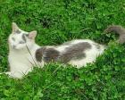 Balu - weiß-grauer Kater sucht liebevolles Zuhause aus dem Tierschutz