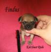 Mini-Chihuahua 10 Wochen Kurzhaar Rüde Füller klein Haselnussbraun