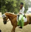 Schleifensammler zu verkaufen. Haflinger 150cm