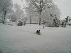 Winterurlaub mit Hund im Berchtesgadener Land