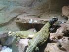 Verkaufe 1. 0. 0 Uromastyx acanthinura nigriventris