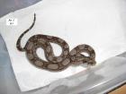 Boa constrictor imperator Nachzuchten 2022