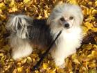 Chinese Crested Deckrüde 29cmGross m. VDH Papiere