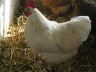 Jersey Giant/Orpington Mix Hähne reinweiß große Hähne große Rassehühner