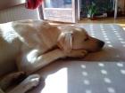 SAM Labradormix 10 Monate sucht.