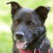 JACKY-BOY - Mix - 3 Jahre - Tierhilfe-Franken e. V.