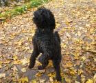 DIEGOLO - Puli-Mix - 1 5 Jahre - Tierhilfe-Franken e. V.