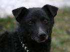 Husky-Mix 6 Monate sucht liebevolles Zuhause
