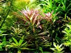 Tannenwedelähnlicher Sumpffreund Bündel Aquariumpflanzen Versand/ Abholung