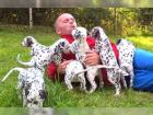 Original Reinrassiger Pitbull blue line Welpe