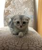 Scottish fold katze