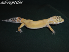 0 1 Super Hypo Tangerine CT Leopardgecko