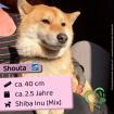 Shouta m 2 5 Jahre 40cm Slowakei NB