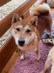Bachiko - lieb neugierig verträglich - Shiba Inu-Mischling