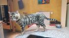 Schmuse Bengal Kater geimpft gechipt entwurmt mit Stammbaumurkunde