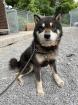 Daaku - freundlicher Shiba-Mix