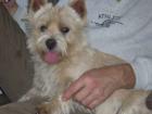 Norwich Terrier