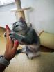 Reinrassige BKH Kitten suchen dich