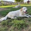 Zoe sucht ein Zuhause
