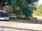 Safari-Silvesterreise 2022/14 Kalahari-Löwen in Botswana und Südafrika hautnah
