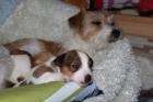 Wir haben Welpen Parson Russell Terrier ohne Papiere